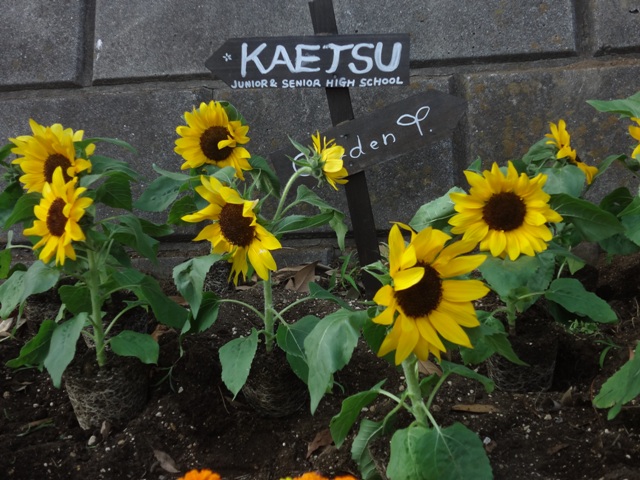 http://www.ariake.kaetsu.ac.jp/club/tennis/DSC05612.JPG