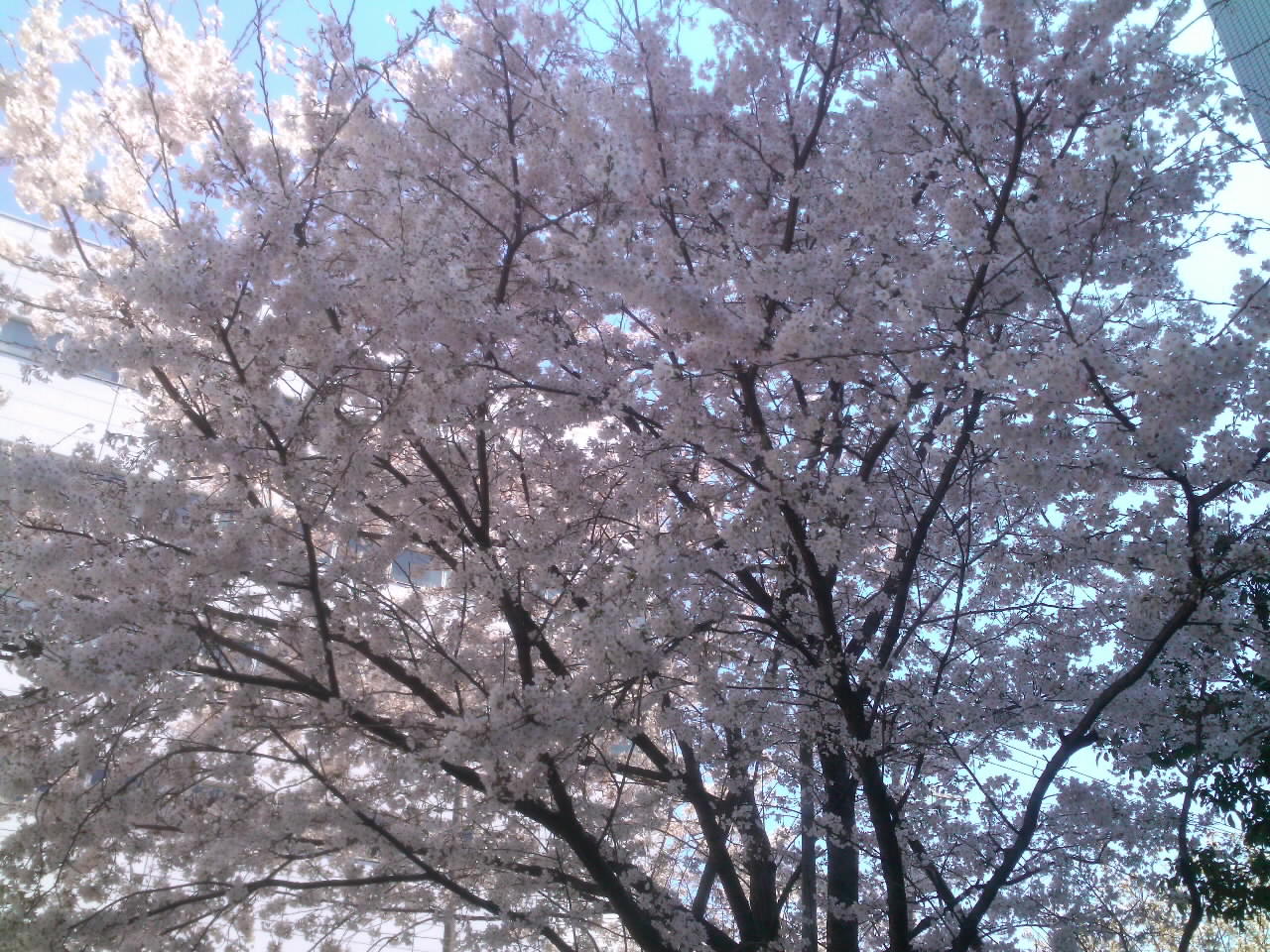 http://www.ariake.kaetsu.ac.jp/club/tennis/SN3R0066.jpg